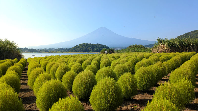 大石公園のコキアと富士山