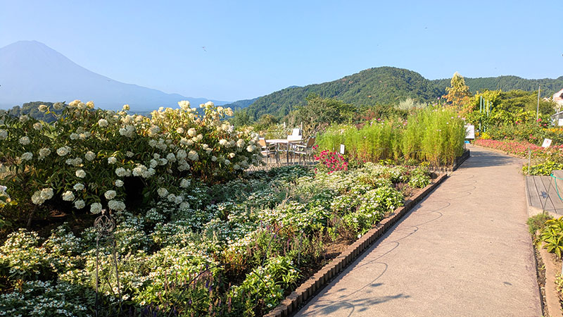 遊歩道の植物
