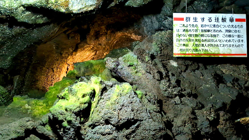 富岳風穴・ヒカリゴケ
